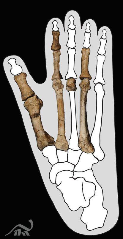 Los fósiles de pie de un homínido de hace 3,4 millones de años hallados en Etiopía en su disposición anatómica.