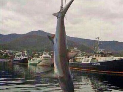 Capturado en Port de la Selva un tiburón zorro de 4,5 metros y 200 kilos.