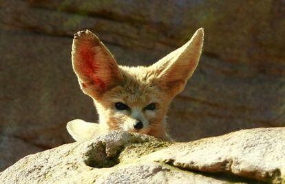 Un fénec o zorro del desierto (Fennecus zerda), muy llamativo por sus grandes orejas.