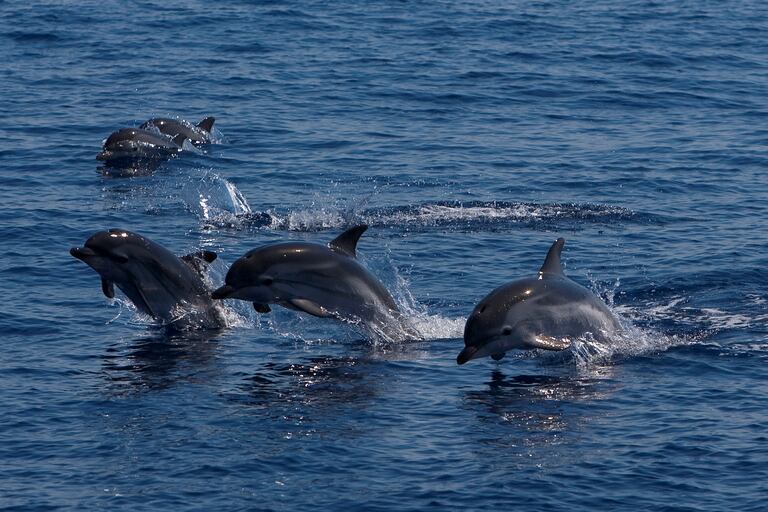 Un grupo de delfines en el mar Tirreno.