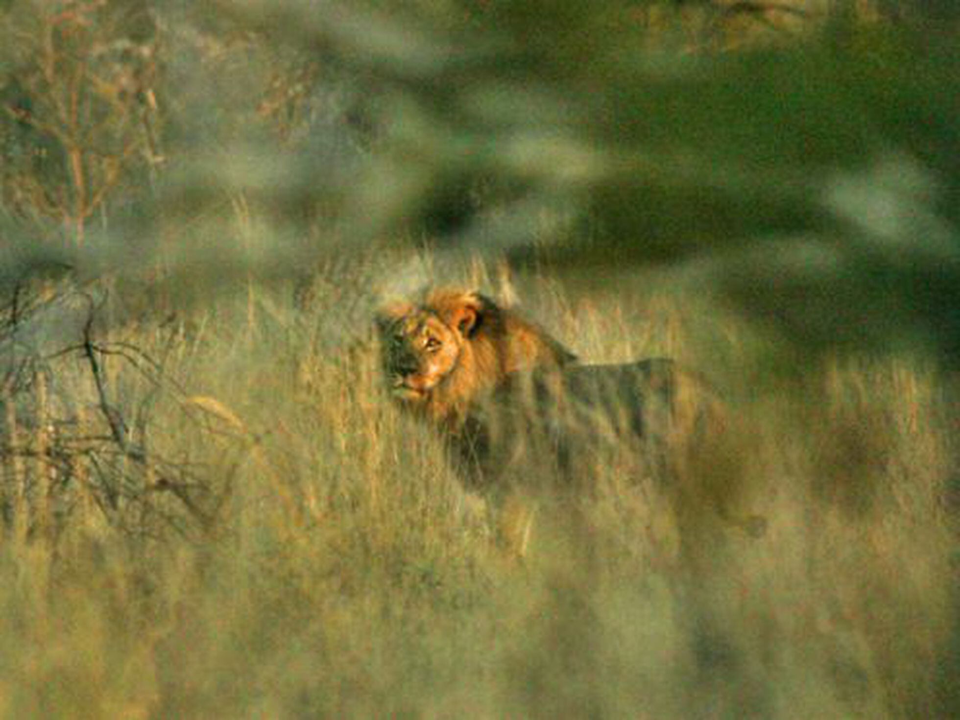 León Cecil: Zimbabue investiga la caza furtiva de otro león antes de la  muerte de 'Cecil' | Internacional | EL PAÍS