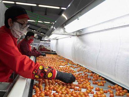 Varias empleadas trabajan en la línea de control de calidad de la cooperativa Granada-La Palma, la mayor distribuidora mundial de tomate cherry, ubicada en Motril (Granada).