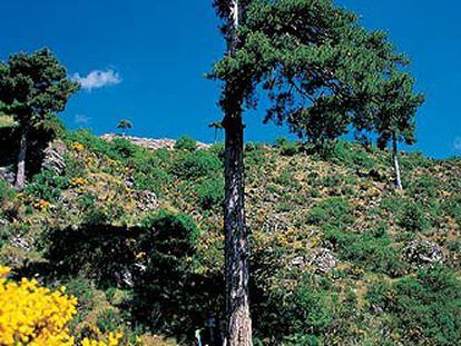 El <i>Pino del Galapán,</i> en Jaén, de 39 metros.