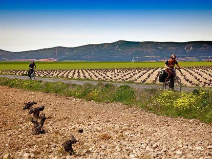 Dos ciclistas atraviesan un campo de viñedos en las inmediaciones de Las Tablas de Daimiel (Ciudad Real).