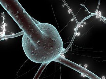 Microimagen de una neurona.