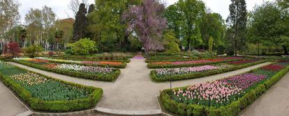 Tulipanes en el Jardín Botánico antes de ser cortados y repartidos a distintos hospitales madrileños.