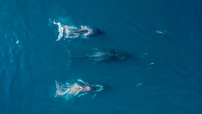 Vista aérea de un grupo de ballenas jorobadas en aguas del Pacífico mexicano.