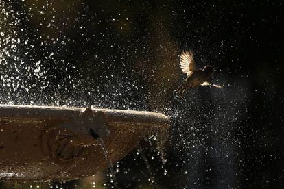Un gorrión echa el vuelo después de refrescarse en una fuente de Madrid.