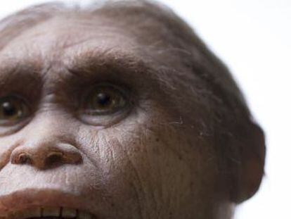 Los restos fósiles de una especie enana de 700.000 años revelan que el ‘Homo floresiensis’ evolucionó en la isla