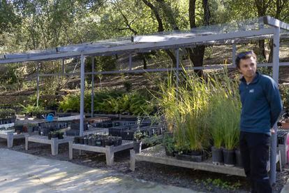 Antonio Rivas, technician at the El Castillejo Botanical Garden, walks among the seedlings in the Propagation Laboratory nursery