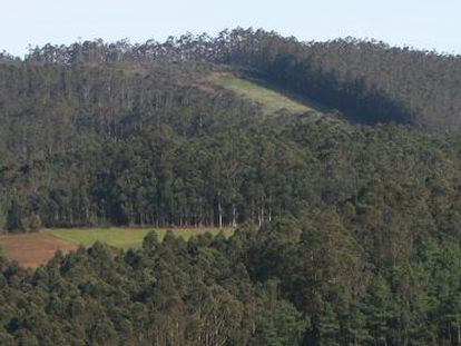 Bosque de eucalipto en Ribadeo.