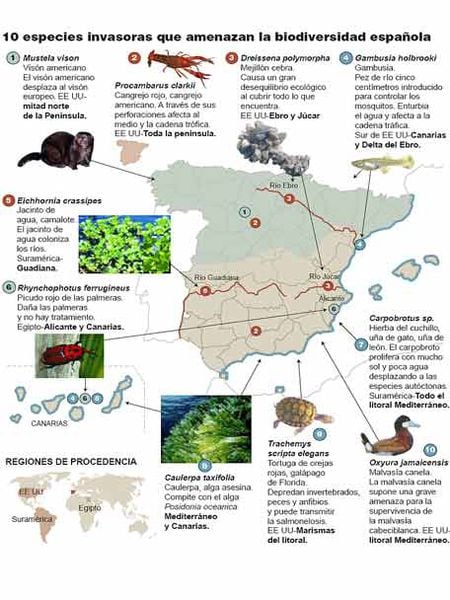 Especies Que Amenazan La Biodiversidad Española Sociedad El PaÍs