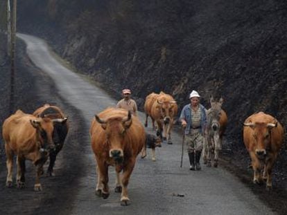 Agentes forestales y propietarios de tierras reparten culpas entre el uso irresponsable del fuego, los intereses económicos y la falta de medios