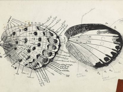 Esquema detallado del ala de una mariposa. 