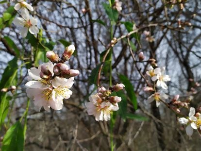 Almendros en flor, este sábado en el parque lineal del Manzanares (Madrid).