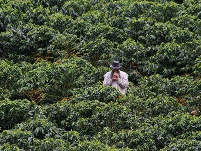 Plantas de café en Colombia.