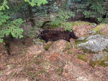 Muere el oso Cachou,  famoso por sus ataques a caballos en el Pirineo