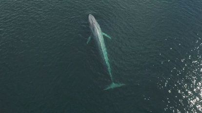 Una ballena azul es avistada en la costa de Chiloé, una isla en el sur de Chile