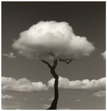 Fotografía del esqueleto de un árbol usando una nube como ramas