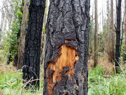 La zona del incendio, un a&ntilde;o despu&eacute;s 