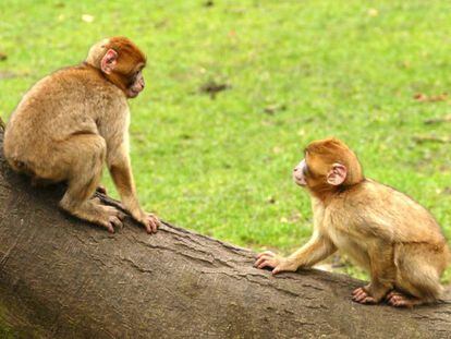 Descubierto en Indonesia un orangután albino muy extraño en su especie