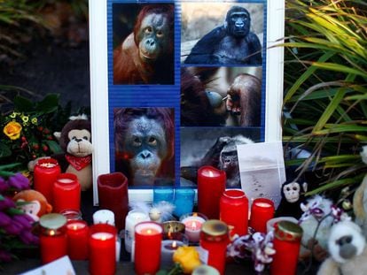 Velas y flores junto a imágenes de los simios muertos en el incendio del zoo de Krefeld en Alemania el 1 de enero. En vídeo, imágenes del velatorio dedicado a los animales.
