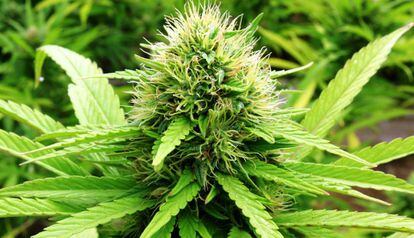Planta de cannabis.