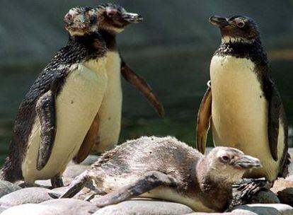 Un grupo de pingüinos rescatados en 2001 en las costas de Brasil, en el zoo de Río de Janeiro