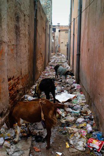 Cabras comen basura en la entrada a una casa en Jaipur, una imagen común en muchas ciudades de India.