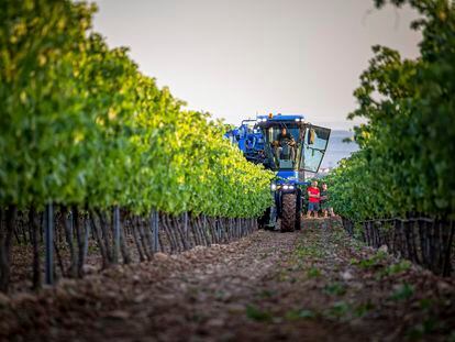 La vendimia de 2022 comenzó el miércoles 10 de agosto en la Denominación de Origen Calificada (DOCa) Rioja.