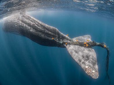 Ballenas En El Pais