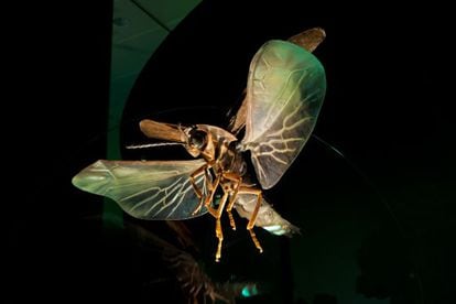 Luciérnaga de la muestra 'Creatures of Light' del Museo de Historia Natural de Nueva York