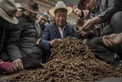 Nómadas tibetanos venden hongo cordyceps en un mercado, en mayo de 2016