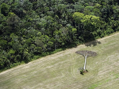 Un castaño yace en un campo de soja de la selva amazónica en las afueras de Santarém, en Brasil