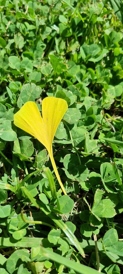 Yellow color in a ginkgo leaf