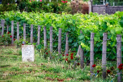 Moët & Chandon vineyards in Épernay. 