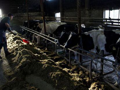 Una expltaci&oacute;n de vacas lecheras en Vila de Cruces (Pontevedra)