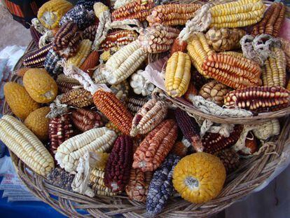 Variedades del maíz que se cultiva hoy en el Valle Sagrado de los Incas, en los Andes peruanos.