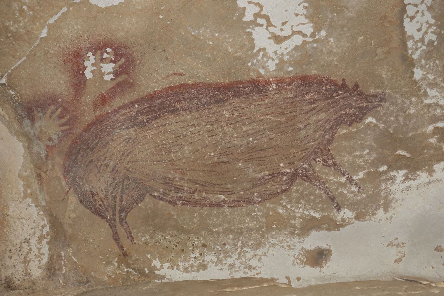 Pintura rupestre de un jabalí verrugoso de Sulawesi de hace al menos 45.500 años en Leang Tedongnge. / Maxime Aubert