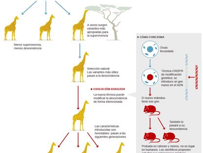 La evolución deja de depender del azar