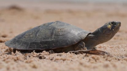 Un ejemplar de cría de tortuga de agua dulce a orillas del río Inténez, en la zona occidental del Amazonas.