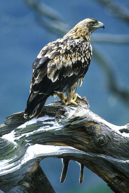Ejemplar de águila imperial.