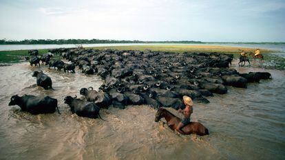 Unos vaqueros acarrean ganado en el delta del río Amazonas.