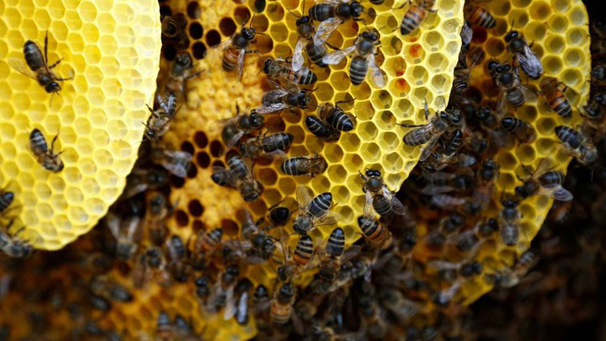 Colmenas de abejas en Colombia crecen, pero el peligro se mantiene
