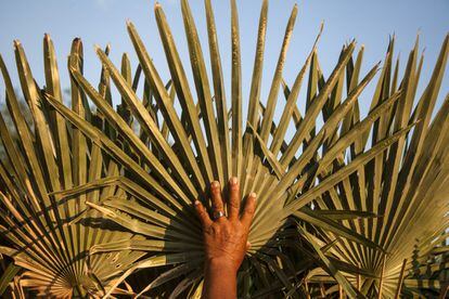 La mano de la artesana Lidia Romero agarra una hoja de palma o karanday en lengua guaraní. Antes de comenzar a trabajar con las hojas deben secarlas durante tres días.