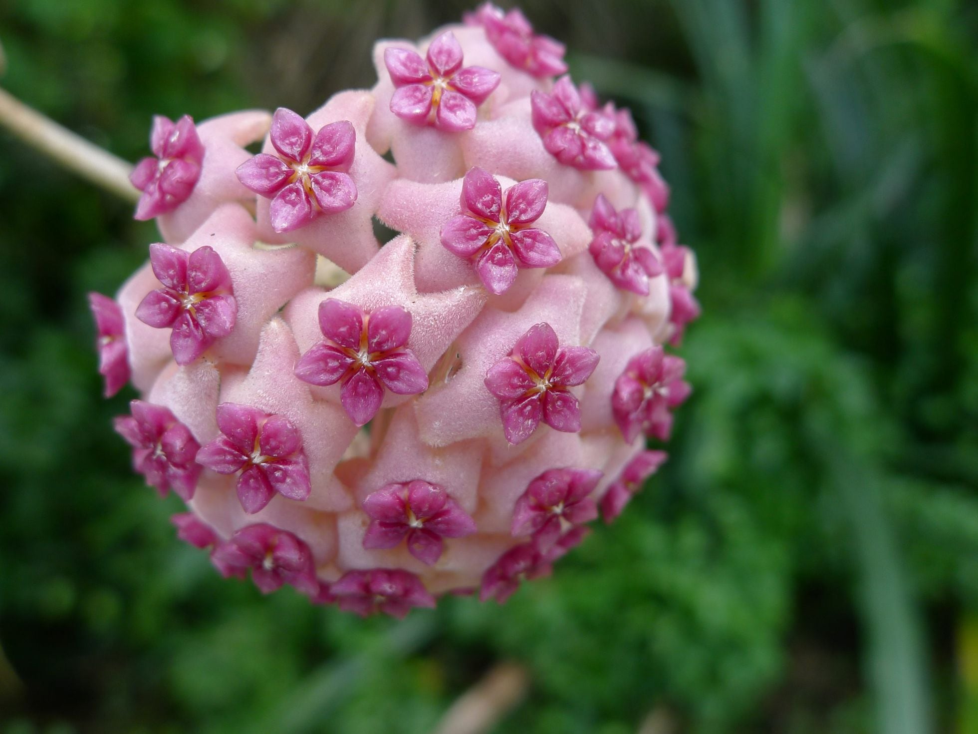 Hoya', la liana con flores de cera perfumadas que regalaban las abuelas |  Estilo de vida | EL PAÍS
