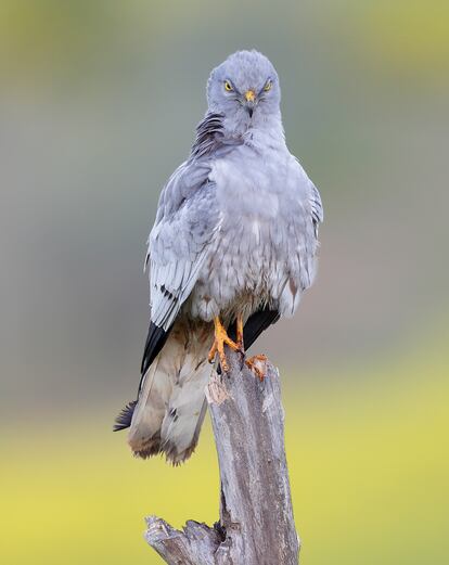 Macho de aguilucho cenizo, en Córdoba.