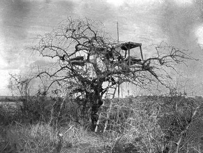 El árbol desde el que Patterson mató a los dos leones que habían causado decenas de víctimas durante la construcción del ferrocarril en Tsavo (Kenia).