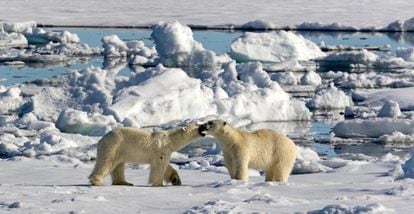 Dos osos polares sobre una placa de hielo en Spitsbergen (Noruega).