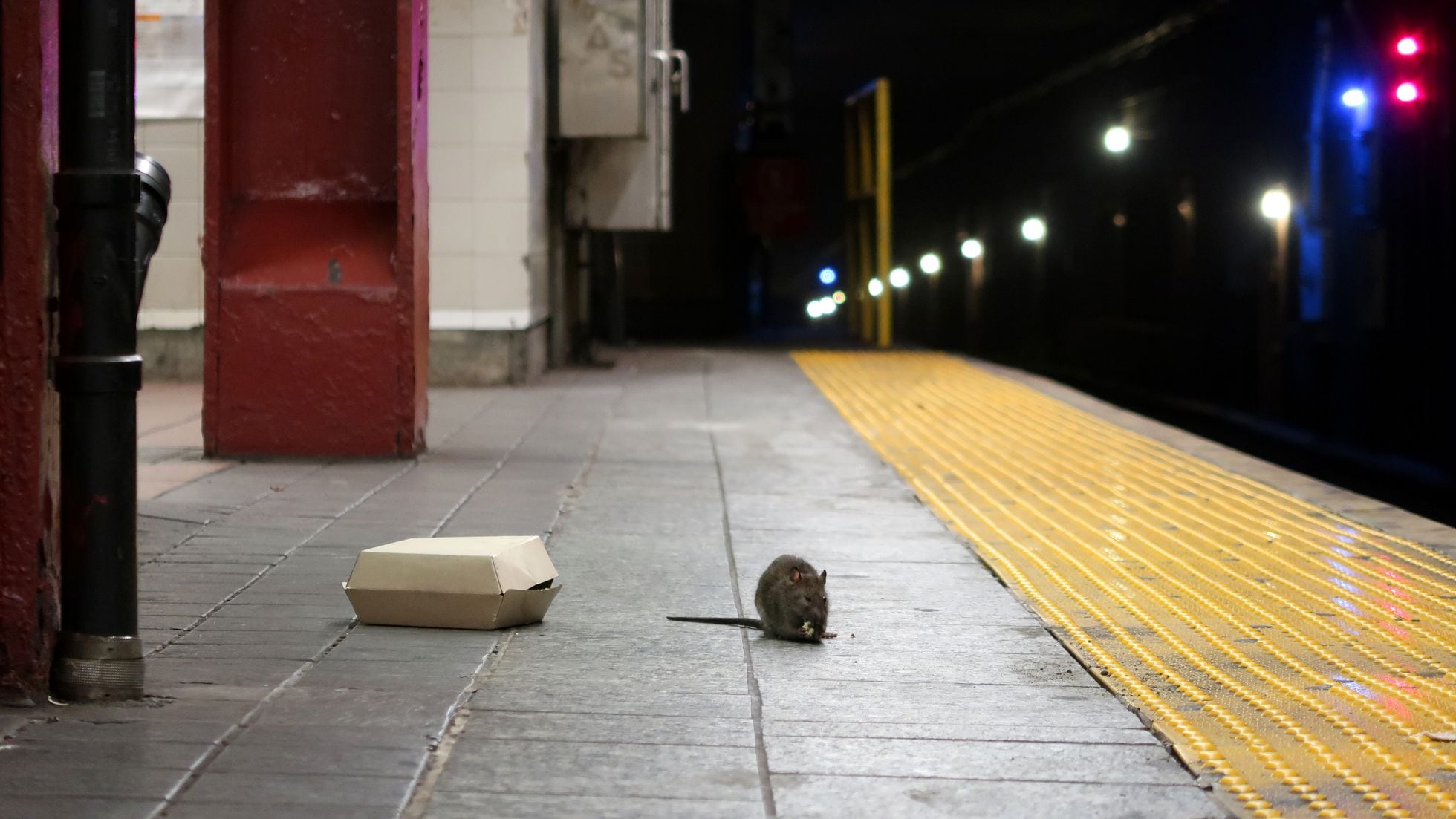La invasión de las ratas empaña la imagen de recuperación tras la pandemia  de Nueva York | Internacional | EL PAÍS